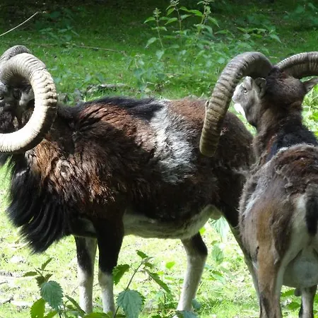 فندق Irene باد هازبرغ