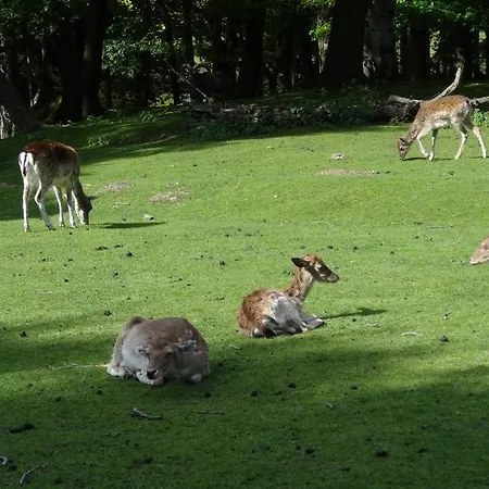 Irene 3* باد هازبرغ